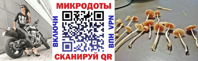 Галлюциногенные грибы Psilocybine cubensis Беломорск